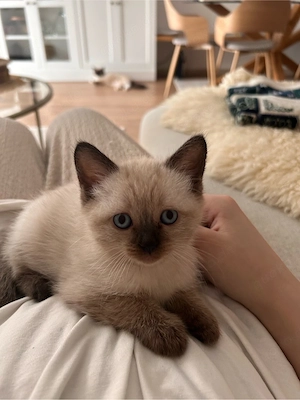 Ragdoll Kitten zum Reservieren