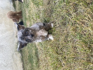 Chipoo, Chihuahua x Zwergpudel, ähnlich Maltipoo