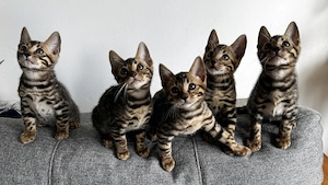 Exklusive Bengal-Kitten suchen ein liebevolles Zuhause