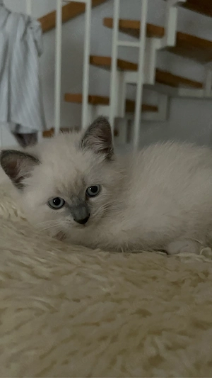 Ragdoll Kitten zum Reservieren