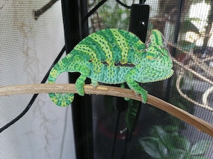 Jemenchamäleon Chamaeleo Calyptratus