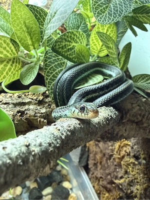 Thamnophis sirtalis similis und infernalis