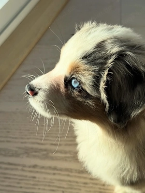 Wunderschöne Blue-Merle-Sheltie-Hündin Ella sucht ein liebevolles Zuhause