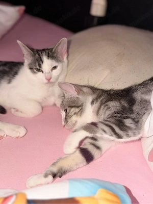4 monate alte kitten abzugeben 
