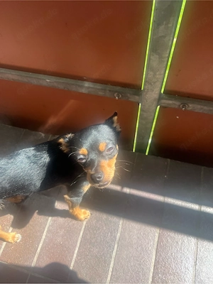 Chihuahua-Pinscher-Mix Rüde sucht liebevolles Zuhause