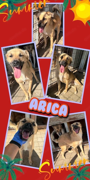 junge, sehr liebe, menschenbezogen, hübsche Hündin "Arica" sucht ein liebevolles Zuhause 
