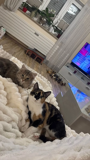 Zwei katzenmädels suchen ein neues zuhause 