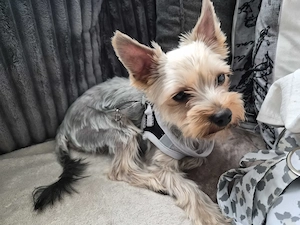 Einjährige Yorkie Hündin in Silber