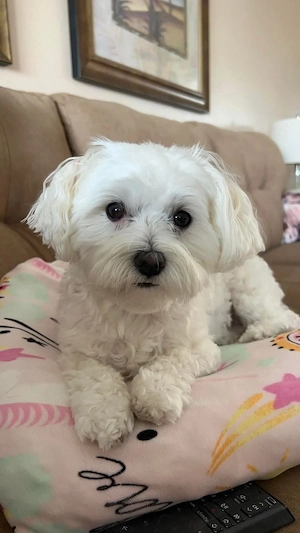 SuBe chihuahua 