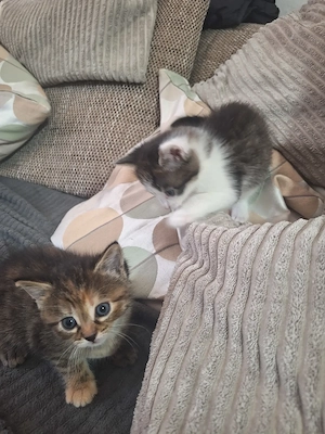 KATZENBABYS (2 Super süße Babys)ab den 24.9.26 abzugeben 