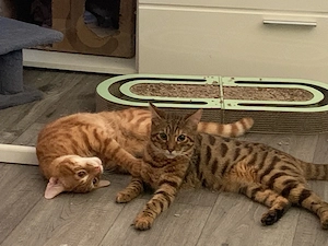 Kater Katze 