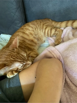 Kater Katze  Bild 3