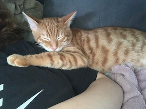 Kater Katze  Bild 2