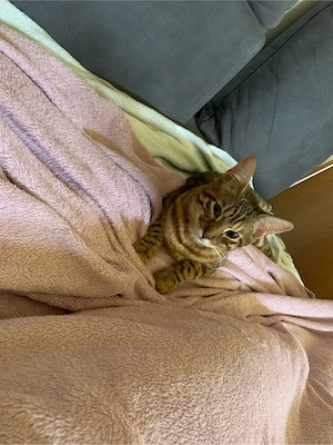 Kater Katze  Bild 5