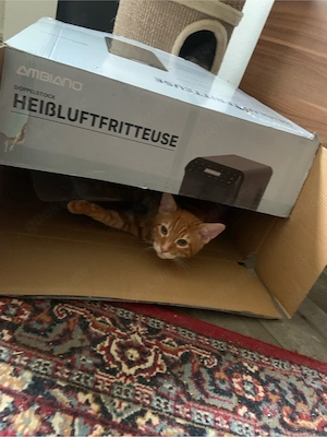 Kater Katze  Bild 4