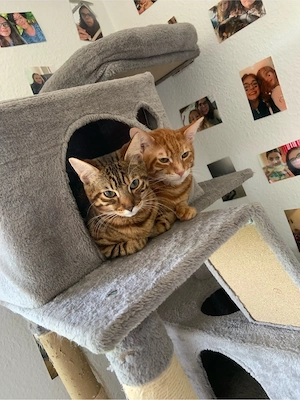 Kater Katze  Bild 6