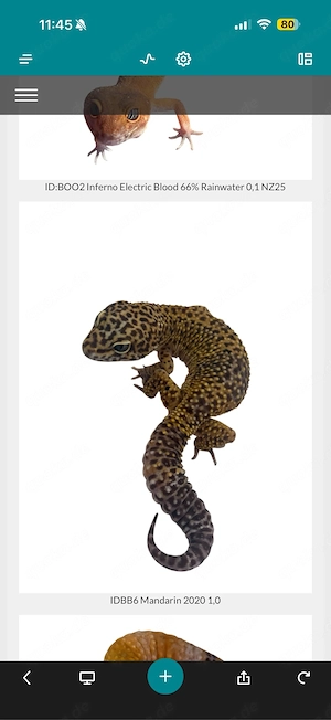 Leopardgeckos Für hamm Am 12.09