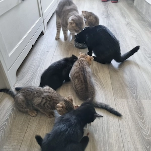BKH mix weibchen