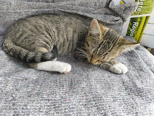 Kalifornische Katzen 