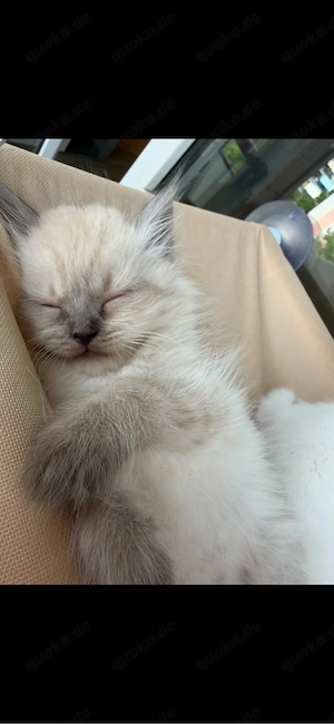    Wunderschöner BKH-Siam-Mix-Katerchen sucht liebevolles Zuhause   