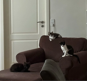 kitten suchen ein liebevolles Zuhause ab sofort 