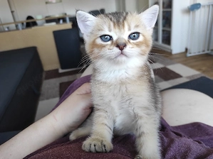 bkh kitten abzugeben