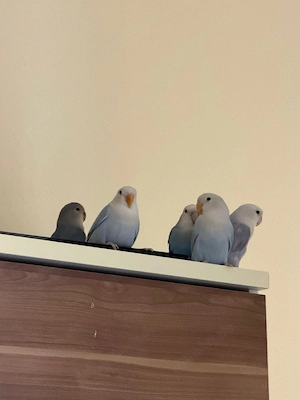 5 Rosenköpfchen suchen ein Zuhause, 1 Elternpaar, 3 Jungvögel