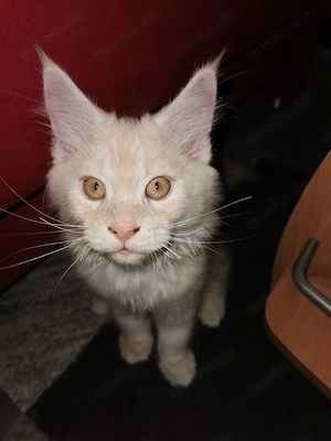 Reinrassige Main Coon kitten 