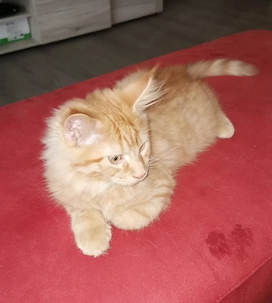 Reinrassige Main Coon kitten 