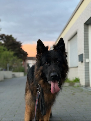 deutscher schäferhund rüde sucht ein zuhause 