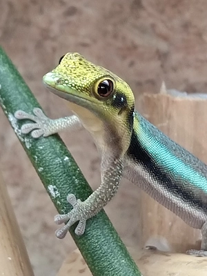 Phelsuma Klemmeri 1.1 Zuchtpaar