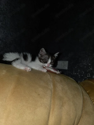 Kleines Katerchen sucht ein zuhause 
