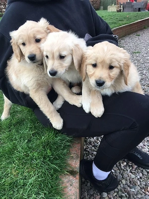 Golden Retriever sucht neues Zuhause