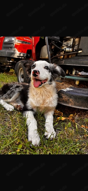 Border Collie Welpen