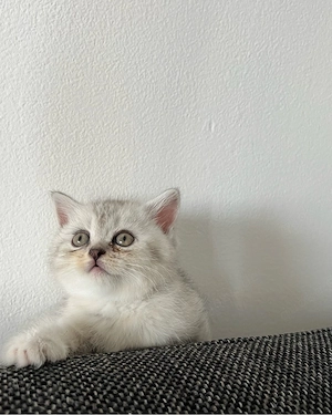 BKH BLH kitten 