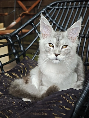   Wunderschöne Kitten Maine coon suchen ein neues Zhause!