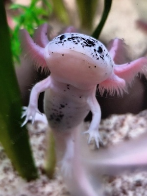 Axolotl Harlekinaxolotl aus Hobbyzucht 