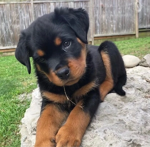 Reinrassige Rottweiler Welpen!!