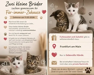 Kater jungen Paar Babys 