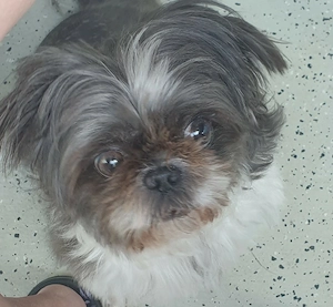 Shih Tzu Chinese Crested Mix Hündin 