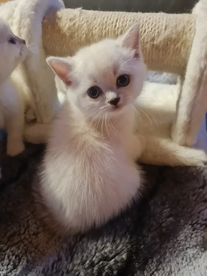Süße Bkh kitten  