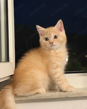 BKH Kitten 