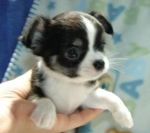 Typvolle Kurzhaar Chihuahua Hündine mit Ahnentafel
