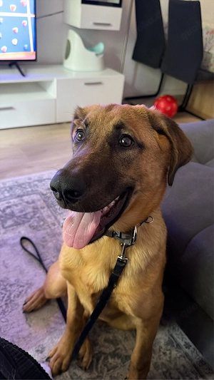 Malinois Retriever Mix