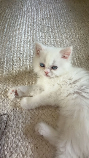 Reinrassige Perserkatze (Langhaar) Bild 3