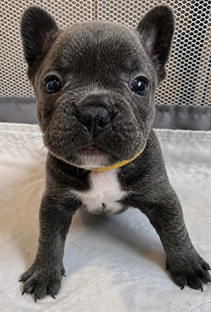 Wunderschöne gesunde französische Bulldoggen suchen Sofaplatz