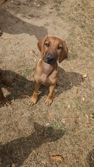 2 Rhodesien Ridgeback Welpen suchen ein Zuhause für immer! 