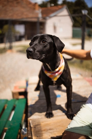 Cane Corso Mischling Mika sucht ihr Zuhause