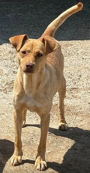 Ronin der kleine süße Ratero , 9 Kilo sucht seine Familie   PLZ 82284