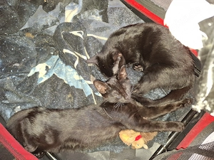 17 wochen alte kitten